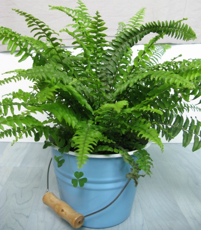 Boston Fern Low Light Houseplant