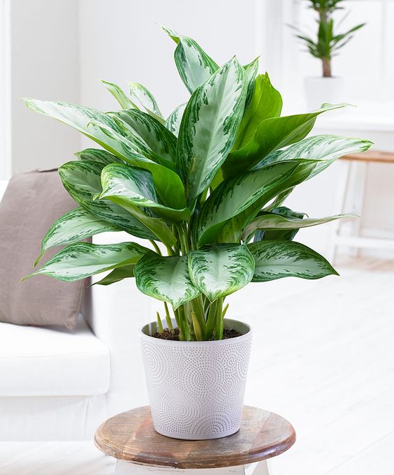 Chinese Evergreen as Low Light Houseplant