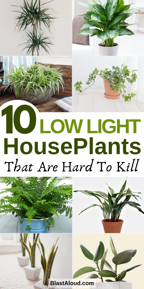 Low Light Houseplants