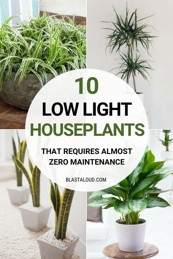 Low Light Houseplants