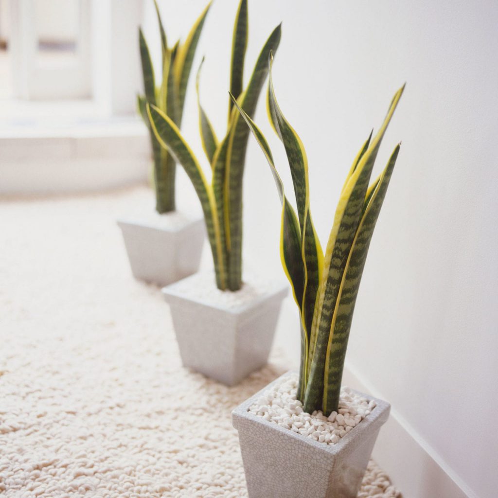 Low Light Houseplants - Mother In Law's Tongue