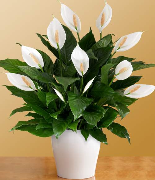 Low Light Houseplants - Peace Lily